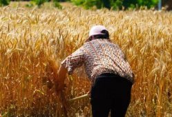 收麦视频,收麦视频背后的故事